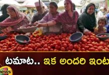 Good News For The Consumers Tomato Prices Slowly Drops After All Time High In India,Good News For The Consumers,Tomato Prices Slowly Drops,Tomato Prices After All Time High,Tomato Prices After All Time High In India,Mango News,Mango News Telugu,Good News For The Tomato Consumers,The Price Of Tomatoes Is Dropping, The Price Of Tomatoes,Tomatoes Price,Farmers Cultivate Tomato Crop, Tomato Farmers,Tomato Prices Latest News,Tomato Prices Latest Updates,Tomato Prices Live News
