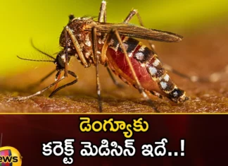 Dengue Fever Three Effective Home Remedies You Must Try,Dengue Fever Three Effective Home Remedies,Effective Home Remedies You Must Try,Dengue Fever,Mango News,Mango News Telugu,correct medicine for dengue, medicine, Papaya leaf in dengue treatment ,Papaya leaf ,dengue treatment,Dengue Fever Remedies,Effective Home Remedies,Dengue Fever Latest News,Dengue Fever Latest Updates,Dengue Fever Live News