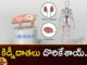 Human Pig Kidney Experiment,Human Kidney Experiment Success,Human Pig Kidney Experiment Success,Mango News,Mango News Telugu,Kidney Experiment,Kidney Bean Experiment,Pig Kidney Works,Pig Kidney Transplant Experiment,Us Surgeons Transplant Pig Kidney,Pig Kidneys Transplanted,Pig Kidney Xenotransplantation,Pig Kidney In A Human Body,Pig Kidney Transplant 2023,Pig Kidney Transplant Update,Pig Kidney Transplant Latest News
