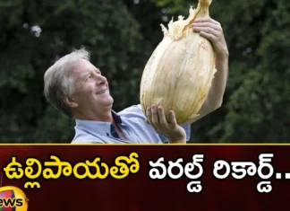 World Record With Onion The Uk Farmers Wonder At Farming,World Record Onion,Uk Onion Farmers,Onion World Record,Mango News,Mango News Telugu,Uk Backyard Farmer Onion,Uk Farmer Grows Enormous 9Kg Onion,Giant Onion In Line For World Record,Uk Farmer Sets World Records,World Record With Onion,Biggest Onion In The World,Giant Onion World Record, 9Kg Onion World Record,Onion World Record News & Updates