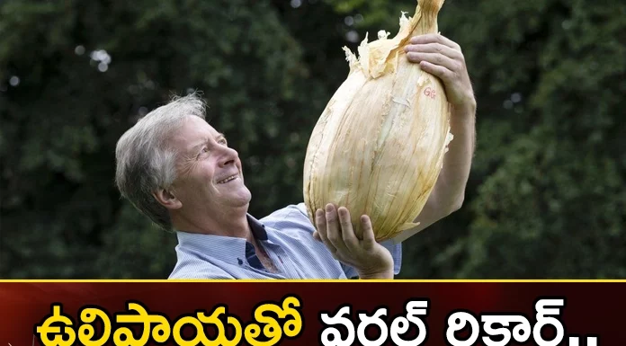 World Record With Onion The Uk Farmers Wonder At Farming,World Record Onion,Uk Onion Farmers,Onion World Record,Mango News,Mango News Telugu,Uk Backyard Farmer Onion,Uk Farmer Grows Enormous 9Kg Onion,Giant Onion In Line For World Record,Uk Farmer Sets World Records,World Record With Onion,Biggest Onion In The World,Giant Onion World Record, 9Kg Onion World Record,Onion World Record News & Updates