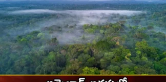 Record Temperature In Amazon Forests,Record Temperature,Temperature In Amazon Forests,Amazon Forests Record,Mango Newws,Mango News Telugu,Record Temperature In Amazon Forests, Temperatures, Dolphins Dying,Amazon Forests,Highest Temperature Ever In The Amazon,Amazon Rainforest,The Most Extreme Heat Waves,Over 100 Dolphins Dead In Amazon,Record Heat And Drought,Amazon Forests Latest News,Amazon Forests Latest Updates,Amazon Forests Live News