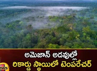 Record Temperature In Amazon Forests,Record Temperature,Temperature In Amazon Forests,Amazon Forests Record,Mango Newws,Mango News Telugu,Record Temperature In Amazon Forests, Temperatures, Dolphins Dying,Amazon Forests,Highest Temperature Ever In The Amazon,Amazon Rainforest,The Most Extreme Heat Waves,Over 100 Dolphins Dead In Amazon,Record Heat And Drought,Amazon Forests Latest News,Amazon Forests Latest Updates,Amazon Forests Live News