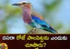 Why do you see milk quail on Dussehra day,Why do you see milk quail,milk quail on Dussehra day,Mango News,Mango News Telugu,Dussehra 2023,Dussehra, Palapitta,milk quail on Dussehra, relation of Palapitta to Ramayana, Mahabharata,Dussehra day Latest News,Dussehra day Latest Updates,Dussehra 2023 Latest News,milk quail on Dussehra News,milk quail on Dussehra Latest News,milk quail on Dussehra Latest Updates