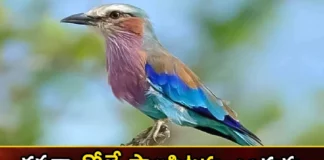 Why do you see milk quail on Dussehra day,Why do you see milk quail,milk quail on Dussehra day,Mango News,Mango News Telugu,Dussehra 2023,Dussehra, Palapitta,milk quail on Dussehra, relation of Palapitta to Ramayana, Mahabharata,Dussehra day Latest News,Dussehra day Latest Updates,Dussehra 2023 Latest News,milk quail on Dussehra News,milk quail on Dussehra Latest News,milk quail on Dussehra Latest Updates