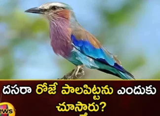 Why do you see milk quail on Dussehra day,Why do you see milk quail,milk quail on Dussehra day,Mango News,Mango News Telugu,Dussehra 2023,Dussehra, Palapitta,milk quail on Dussehra, relation of Palapitta to Ramayana, Mahabharata,Dussehra day Latest News,Dussehra day Latest Updates,Dussehra 2023 Latest News,milk quail on Dussehra News,milk quail on Dussehra Latest News,milk quail on Dussehra Latest Updates