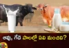 Do you know what age to drink milk,what age to drink milk,know what age to drink,Mango News,Mango News Telugu,Milk, cow milk , buffalo milk is better , drink milk,When Can Babies Start Drinking,When Can Babies Drink Milk,When Can Babies Have Milk,When Can Babies Drink Cows Milk,Feeding Your Baby,Age to Drink Milk Latest News,Age to Drink Milk Latest Updates,Age to Drink Milk Live News