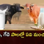 Do you know what age to drink milk,what age to drink milk,know what age to drink,Mango News,Mango News Telugu,Milk, cow milk , buffalo milk is better , drink milk,When Can Babies Start Drinking,When Can Babies Drink Milk,When Can Babies Have Milk,When Can Babies Drink Cows Milk,Feeding Your Baby,Age to Drink Milk Latest News,Age to Drink Milk Latest Updates,Age to Drink Milk Live News