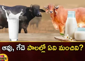 Do you know what age to drink milk,what age to drink milk,know what age to drink,Mango News,Mango News Telugu,Milk, cow milk , buffalo milk is better , drink milk,When Can Babies Start Drinking,When Can Babies Drink Milk,When Can Babies Have Milk,When Can Babies Drink Cows Milk,Feeding Your Baby,Age to Drink Milk Latest News,Age to Drink Milk Latest Updates,Age to Drink Milk Live News