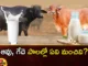 Do you know what age to drink milk,what age to drink milk,know what age to drink,Mango News,Mango News Telugu,Milk, cow milk , buffalo milk is better , drink milk,When Can Babies Start Drinking,When Can Babies Drink Milk,When Can Babies Have Milk,When Can Babies Drink Cows Milk,Feeding Your Baby,Age to Drink Milk Latest News,Age to Drink Milk Latest Updates,Age to Drink Milk Live News