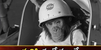 Do You Know Which Creatures Have Gone Into Space So Far,Animals In Space,10 Animals That Have Been To Space,List Of Animals That Have Been To Space,Mango News,Mango News Telugu,First Animal In Space,First Cat In Space,First Dog In Space,Space Exploration,Animals Still Being Sent Into Space,Ants, Cats, Frogs, Jellyfish,Fruit Flies,First Animal In Space