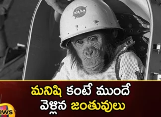 Do You Know Which Creatures Have Gone Into Space So Far,Animals In Space,10 Animals That Have Been To Space,List Of Animals That Have Been To Space,Mango News,Mango News Telugu,First Animal In Space,First Cat In Space,First Dog In Space,Space Exploration,Animals Still Being Sent Into Space,Ants, Cats, Frogs, Jellyfish,Fruit Flies,First Animal In Space