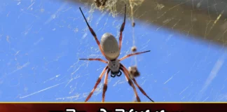 Spiders carrying pollution up the food chain study,Spiders carrying pollution,pollution up the food chain,food pollution study,Mango News,Mango News Telugu,Are spiders polluters, Spiders, food chain, study,Mercury is a harmful metal,Spider Webs as Pollution Indicators,Mercury,Are spiders polluters Latest News,Are spiders polluters Latest Updates,Are spiders polluters Live News