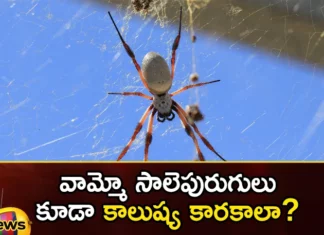 Spiders carrying pollution up the food chain study,Spiders carrying pollution,pollution up the food chain,food pollution study,Mango News,Mango News Telugu,Are spiders polluters, Spiders, food chain, study,Mercury is a harmful metal,Spider Webs as Pollution Indicators,Mercury,Are spiders polluters Latest News,Are spiders polluters Latest Updates,Are spiders polluters Live News