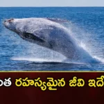 Interesting facts about the blue whale in the ocean,Interesting facts about the blue whale,facts about the blue whale in the ocean,blue whale in the ocean,Mango News,Mango News Telugu,Interesting Facts,Interesting facts about the blue whale,blue whale in the ocean,blue whale Interesting facts, in the ocean,blue whale,Blue whales are the largest creatures,blue whale facts Latest News,blue whale facts Latest Updates,blue whale facts Live News