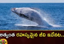 Interesting facts about the blue whale in the ocean,Interesting facts about the blue whale,facts about the blue whale in the ocean,blue whale in the ocean,Mango News,Mango News Telugu,Interesting Facts,Interesting facts about the blue whale,blue whale in the ocean,blue whale Interesting facts, in the ocean,blue whale,Blue whales are the largest creatures,blue whale facts Latest News,blue whale facts Latest Updates,blue whale facts Live News