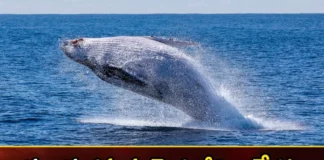 Interesting facts about the blue whale in the ocean,Interesting facts about the blue whale,facts about the blue whale in the ocean,blue whale in the ocean,Mango News,Mango News Telugu,Interesting Facts,Interesting facts about the blue whale,blue whale in the ocean,blue whale Interesting facts, in the ocean,blue whale,Blue whales are the largest creatures,blue whale facts Latest News,blue whale facts Latest Updates,blue whale facts Live News