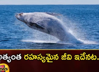 Interesting facts about the blue whale in the ocean,Interesting facts about the blue whale,facts about the blue whale in the ocean,blue whale in the ocean,Mango News,Mango News Telugu,Interesting Facts,Interesting facts about the blue whale,blue whale in the ocean,blue whale Interesting facts, in the ocean,blue whale,Blue whales are the largest creatures,blue whale facts Latest News,blue whale facts Latest Updates,blue whale facts Live News