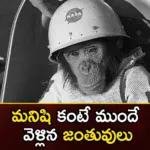 Do You Know Which Creatures Have Gone Into Space So Far,Animals In Space,10 Animals That Have Been To Space,List Of Animals That Have Been To Space,Mango News,Mango News Telugu,First Animal In Space,First Cat In Space,First Dog In Space,Space Exploration,Animals Still Being Sent Into Space,Ants, Cats, Frogs, Jellyfish,Fruit Flies,First Animal In Space