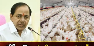 KCR is another shock 100 poultry farmers in the ring,KCR is another shock,100 poultry farmers in the ring,poultry farmers,Mango News,Mango News Telugu,telangana assembly elections, cm kcr, brs, kamareddy, poultry farmers,poultry farmers Latest News,poultry farmers Latest Updates,Telangana assembly elections Latest News,Telangana assembly elections Latest Updates,KCR Latest News,KCR Latest Updates,Telangana Political News And Updates