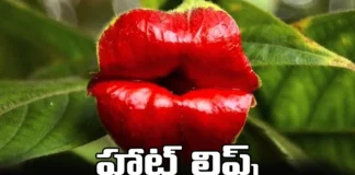 Hot Lips Will Disappear, Hot Lips Disappear, Hookers Lips Plant,Hot Lips will Disappear, That Rare Hookers Lips Plant, Hookers Lips Plant In Danger, Interesting Facts Hookers Lips, Latest Hookers Lips News, Hookers Lips News Update, Hookers Lips USA, Hookers Lips Facts, Worls Interesting Plants, Mango News, Mango News