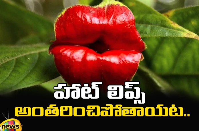 Hot lips will disappear.. Hot Lips Will Disappear, Hot Lips Disappear, Hookers Lips Plant,Hot Lips will Disappear, That Rare Hookers Lips Plant, Hookers Lips Plant In Danger, Interesting Facts Hookers Lips, Latest Hookers Lips News, Hookers Lips News Update, Hookers Lips USA, Hookers Lips Facts, Worls Interesting Plants, Mango News, Mango News
