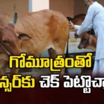 Can Cow Urine cure diseases,Can cow urine cure,Cow Urine cure diseases,IVRI,Cow Urine cure diseases, Cow Urine consumption, Ayurveda,science,Mango News,Mango News Telugu,The use of cow dung and urine,Chemotherapeutic potential,Benefits of Cow Urine,Miraculous Benefits of Cow Urine,Cow Urine Latest News,Cow Urine Latest Updates,Cow Urine Cure Latest Updates