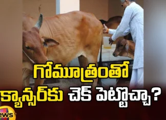 Can Cow Urine cure diseases,Can cow urine cure,Cow Urine cure diseases,IVRI,Cow Urine cure diseases, Cow Urine consumption, Ayurveda,science,Mango News,Mango News Telugu,The use of cow dung and urine,Chemotherapeutic potential,Benefits of Cow Urine,Miraculous Benefits of Cow Urine,Cow Urine Latest News,Cow Urine Latest Updates,Cow Urine Cure Latest Updates