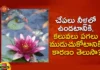 This Is The Reason For The Fish To Stay In The Water, Reason For The Fish To Stay In The Water, Fish Stay In The Water, Reason For The Fish To Stay In Water, Fish, Anatha Lakshmi, Informative Video, Latest Fish News, Latest Fish Facts News, Animal News, Animal Facts, Interesting Facts About Animals, Mango News, Mango News Telugu