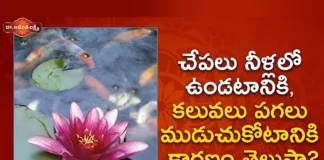 This Is The Reason For The Fish To Stay In The Water, Reason For The Fish To Stay In The Water, Fish Stay In The Water, Reason For The Fish To Stay In Water, Fish, Anatha Lakshmi, Informative Video, Latest Fish News, Latest Fish Facts News, Animal News, Animal Facts, Interesting Facts About Animals, Mango News, Mango News Telugu