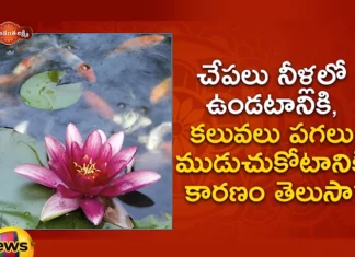 This Is The Reason For The Fish To Stay In The Water, Reason For The Fish To Stay In The Water, Fish Stay In The Water, Reason For The Fish To Stay In Water, Fish, Anatha Lakshmi, Informative Video, Latest Fish News, Latest Fish Facts News, Animal News, Animal Facts, Interesting Facts About Animals, Mango News, Mango News Telugu