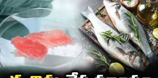 Artificial fish, Artificial fish meat, country, CMFRI, The first project in the country, fish meat,Fish meat production, ICAR-CMFRI, seafood, Cultivated meat, Artificial Meat, Latest Technology Updates, Nation's First 'Lab, Mango News Telugu, Mango News