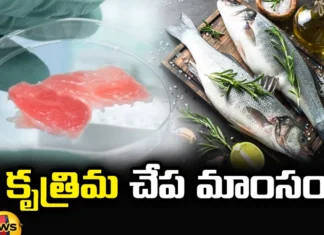 Artificial fish, Artificial fish meat, country, CMFRI, The first project in the country, fish meat,Fish meat production, ICAR-CMFRI, seafood, Cultivated meat, Artificial Meat, Latest Technology Updates, Nation's First 'Lab, Mango News Telugu, Mango News