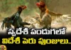 The Sankranthi Cockfights are Filled with Foreign Cocks, Sankranthi Filled with Foreign Cocks, Sankranthi with Foreign Cocks, AP News, Sankranthi Cockfights, Foreign Cocks, Foreign Breeds, Peruvian Cocks, Latest Sankranthi Cockfights News, AP Sankranthi Cockfights News, Sankranthi, AP News, Mango News, Mango News Telugu