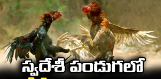 ఈసారి సంక్రాంతి కోడిపందేల బరుల్లోకి విదేశీ పుంజులు The Sankranthi Cockfights are Filled with Foreign Cocks, Sankranthi Filled with Foreign Cocks, Sankranthi with Foreign Cocks, AP News, Sankranthi Cockfights, Foreign Cocks, Foreign Breeds, Peruvian Cocks, Latest Sankranthi Cockfights News, AP Sankranthi Cockfights News, Sankranthi, AP News, Mango News, Mango News Telugu