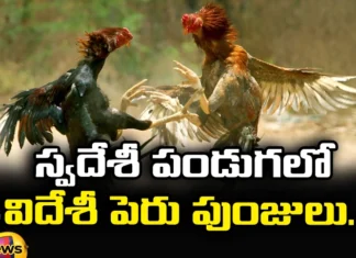 The Sankranthi Cockfights are Filled with Foreign Cocks, Sankranthi Filled with Foreign Cocks, Sankranthi with Foreign Cocks, AP News, Sankranthi Cockfights, Foreign Cocks, Foreign Breeds, Peruvian Cocks, Latest Sankranthi Cockfights News, AP Sankranthi Cockfights News, Sankranthi, AP News, Mango News, Mango News Telugu