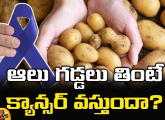 Eating potatoes cause cancer?, Potatoes are bad for health, Potatoes,cancer, pancreatic cancer, Side Effects and More!, World Health Organization, health tips, healthy food, junkfood, over heated, fried food, Acrylamide, Mango News Telugu, Mango News