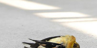 Death Of Migratory Birds Due To Heat Wave, Death Of Migratory Birds, Heat Waves Effects To Migratory Birds, Birds are falling from the sky, Migratory bird collapses due to heat, Summer Problems To Birds, High Percentage Of Temperature, Heat Waves, Birds, Birds Dying While Traveling, Migratory Birds, Global Warming, Hot Weather, Mango News, Mango News Telugu