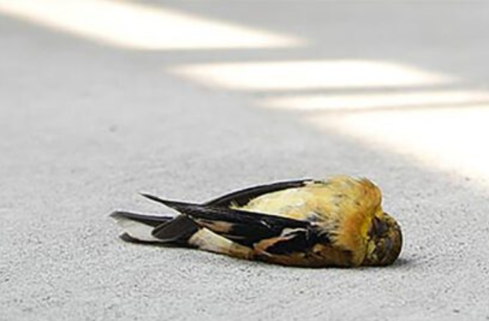 Death of migratory birds due to heat wave Death Of Migratory Birds Due To Heat Wave, Death Of Migratory Birds, Heat Waves Effects To Migratory Birds, Birds are falling from the sky, Migratory bird collapses due to heat, Summer Problems To Birds, High Percentage Of Temperature, Heat Waves, Birds, Birds Dying While Traveling, Migratory Birds, Global Warming, Hot Weather, Mango News, Mango News Telugu