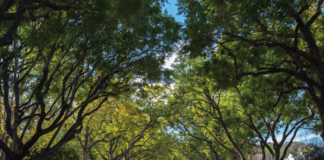 Nature Helps In Reducing Diseases,Nature Helps Prevent Several Diseases,Nature Help Prevent Future Pandemic,Nature Benefits Mental Health,Health Benefits Of Being Outdoors,How Nature Improves Your Health,Health Benefits Of Nature,Ways Nature Supports Human Health,The Healing Power Of Nature,Nature And Mental Health,Mental Health Benefits Of Nature, Cool Breeze, Green Trees,Parks, Selayer ,Mango News,Mango News Telugu