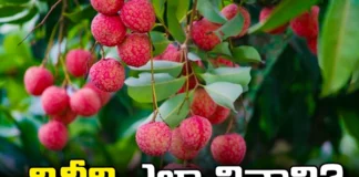 It Is Dangerous To Eat Litchi Fruits Like That,It Is Dangerous To Eat Litchi Fruits,Eat Litchi Fruits Like That, How To Eat Litchi,Lychee, MCPG,Litchi Bihar,Bihar Litchi News In Hindi,Bihar Litchi Incident,Encephalitis,Encephalitis Bihar,Encephalitis Bihar News,Encephalitis Bihar Lychee,Bihar News,Litchi Fruit,Eating Too Many Lychees,Lychee Fruit Side Effects,Litchi Fruit Benefits,Litchi,Side Effects,Side Effects Of Lychees,Side Effect Of Lychee Fruit,Side Effect Of Lychee,Health Benefits Of Lichi,Litchi Benefits Of Lychee,Litchi Tree,The Foodie,Tn Foodie,Food Recipes,Mango News, Mango News Telugu,