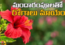 మందారంతో ఇన్ని ప్రయోజనాలు ఉన్నాయా? Diseases Are Cured With Hibiscus Flowers,Diseases Are Cured With Hibiscus,Cured With Hibiscus Flowers,Hibiscus Flowers,Hibiscus,Diseases, Benefits of Hibiscus,Health benefits and risks,Hibiscus Uses, Hibiscus Benefits,Live Updates,Politics,Political News, Mango News, Mango News Telugu