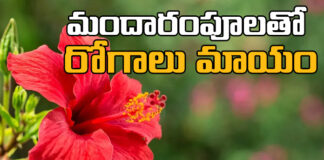 Diseases Are Cured With Hibiscus Flowers,Diseases Are Cured With Hibiscus,Cured With Hibiscus Flowers,Hibiscus Flowers,Hibiscus,Diseases, Benefits of Hibiscus,Health benefits and risks,Hibiscus Uses, Hibiscus Benefits,Live Updates,Politics,Political News, Mango News, Mango News Telugu
