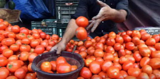 Tomato Prices Close To Century Again,Tomato Prices,Prices Close To Century Again, Hyderabad,Tomato, Tomato Prices,Tomato prices rocket,Tomato Price Hits Century,Rising tomato prices,Rising tomato,Tomato Price Today ,Live Updates, Politics, Political News,Mango News,Mango News Telugu