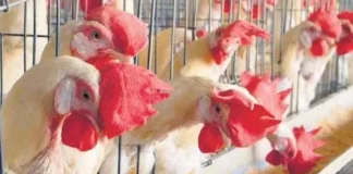 Exciting News For Non Veg Lovers, Non Veg Lovers, Good News for Non Veg Lovers, Live Chicken Rate, Sravana Masam, Chicken Rates Are Down, Chicken Prices, Hyderabad, Non Veg Lovers, Reduced Chicken Rates, Health Tips, Healthy Food, Healthy Diet, Fitness, Mango News, Mango News Telugu