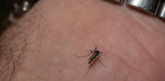 Triple E Virus Alert, Lock Down, Lock Down Again In America, Symptoms Of The Triple E Virus, Triple E Mosquito Virus, Mosquito Virus, Rare Mosquito Disease America, Eastern Equine Encephalitis, Deadly Mosquito Virus EEE, EEE Virus, EEE Treatment, New York, America, USA, America News, America Live Updates, National News, International News, Live Updates, Breaking News, Headlines, Live News, Mango News, Mango News Telugu