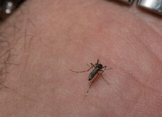 Triple E Virus Alert, Lock Down, Lock Down Again In America, Symptoms Of The Triple E Virus, Triple E Mosquito Virus, Mosquito Virus, Rare Mosquito Disease America, Eastern Equine Encephalitis, Deadly Mosquito Virus EEE, EEE Virus, EEE Treatment, New York, America, USA, America News, America Live Updates, National News, International News, Live Updates, Breaking News, Headlines, Live News, Mango News, Mango News Telugu