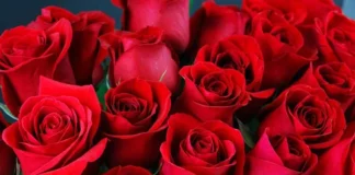 Health Even With Roses,Diseases Are Removed With Rose Flowers,Rose Flowers,Mango News,Mango News Telugu,Health Benefits Of Rose,Health Benefits Of Roses,Roses Health Benefits,Rose Tea,Health Tips,Health Facts,Beauty Tips,Rose Flowers,Rose Flowers Benefits,Health Benefits And Uses Of Rose Flower,Health Benefits Of Rose Petals For Skin,Best Use Of Rose,Health Benefits Of Rose Petals For Skin,Uses Of Rose Flower,Rose Flower Uses And Benefits,Rose Petals Benefits For Skin,Benefits Of Rose Plant In Home,Benefits Of Rose Petals,Health Tips In Telugu,Roses Health Benefits In Telugu,Rose Tea Health Benefits,Rose Water Health Benefits,Health Facts Of Roses,Beauty Tips With Flowers In Telugu,Health Benefits Of Eating Rose Petals,Rose Tea Recipe,Benefits Of Rose Tea