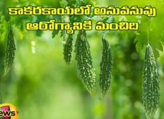 Nutrients In Bittergourd Are Good For Health, Nutrients In Bittergourd, Bittergourd Are Good For Health, Benefits of Bittergourd, Health Benefits Bitter Gourd, Benefits of Bitter Melon, Bittergourd For Kidneys, Bitter Gourd Vitamins, Bittergourd, Kakarakaya, Health News, Health Tips, Healthy Food, Healthy Diet, Fitness, Mango News, Mango News Telugu