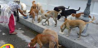 Feeding Street Dogs New Rules Of GHMC, Feeding Street Dogs, New Rules Of GHMC, GHMC New Rules, Street Dogs New Rules, Feeding Street Dogs?, GHMC, Street Dogs, GHMC Street Dogs Rules, New Rules For Street Dogs, Hyderabad, Hyderabad Live Updates, Latest Hyderabad News, Telangana, TS Politics, TS Live Updates, Political News, Mango News, Mango News Telugu